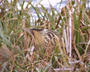 A Lesson in Bird Life for Pakefield’s Kids