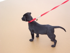 Dog-on-Pakefield-Beach